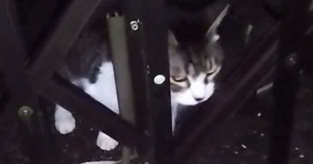 家の外に紐で繋がれ『放置されていた老猫』が保護されて1年…愛情いっぱいにお世話された結果→15歳の今、猫が見せた『表情』に涙