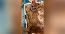 仰向けの状態でくつろいでいた茶トラの子猫→くるくると体勢を変えて…思わず癒されるかわいい光景に「キュンときた」「悶絶した」と反響