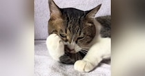 動物病院の保険証用に猫を撮りたい→『かわいい顔して』と頼んでみた結果…尊すぎる展開が40万再生「やり取りが面白いｗ」「吹いたｗ」