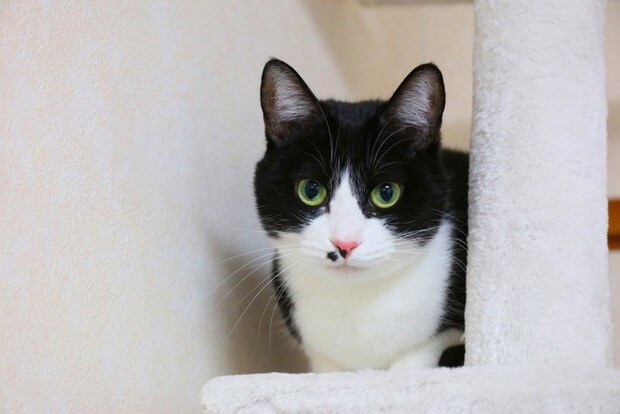 キャットタワーからこちらを見ている猫