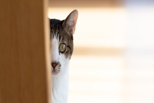 物陰からこちらを見ている猫
