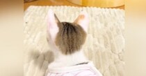 新入り子猫と2匹の先住猫→『初顔合わせ』をした結果…まさかの光景に爆笑の声続出「新入りが気遣ってるｗ」「ある意味万全の受け入れ体制」