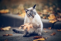 SNSで人気になった「葉っぱをくわえて魚を買いに来る」かわいい猫　その真偽は…？