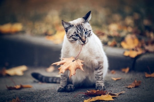 SNSで人気になった「葉っぱをくわえて魚を買いに来る」かわいい猫 その真偽は…?