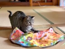 誕生日を迎えた猫→新しいおもちゃをあげた結果→思った以上に『一生懸命な光景』に反響「まさかの１時間ｗｗ」「生粋のプレイボーイだね」