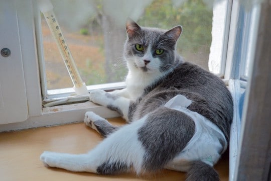 猫に『オムツ』を履かせたいシーン4選 着脱のコツから嫌がるときの対処法まで