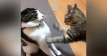 妹猫に顔面をパンチされ続ける兄猫…思わず笑ってしまう兄妹喧嘩の様子が12万再生「可愛すぎて笑った」「顔以外狙ってこないのおもろいｗ」