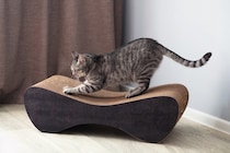 猫が『見られたくない』と思っている瞬間4つ　恥ずかしがっているの？飼い主が取るべき反応も