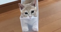 透明なケースの中に入っていた子猫→『イカ耳になった』かと思ったら、次の瞬間…まさかの展開が80万再生「びっくりした」「耳がすごいｗｗ」