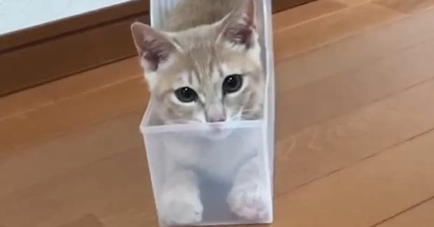 透明なケースの中に入っていた子猫→『イカ耳になった』かと思ったら、次の瞬間…まさかの展開が80万再生「びっくりした」「耳がすごいww」