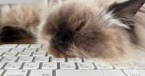 キーボードの上で熟睡していた猫ちゃん→入力されていた『文字』を見たら…思わず笑ってしまう瞬間に２万いいね「仕事のし過ぎだよｗ」「やっｗ」