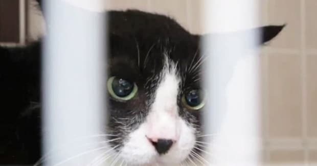 ずっと触れなかった『元野良猫』→1匹の猫との出会いで変わり始め…約3年後に訪れた『感動の瞬間』に「涙腺崩壊」「ジーンときた」と反響