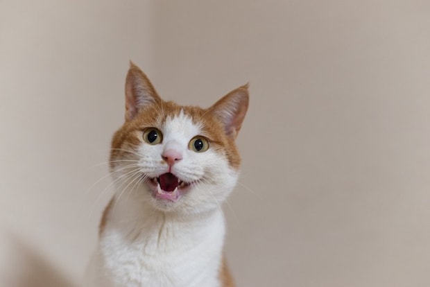 口を開けている猫