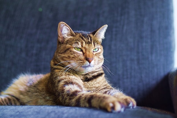 眠そうな顔の猫