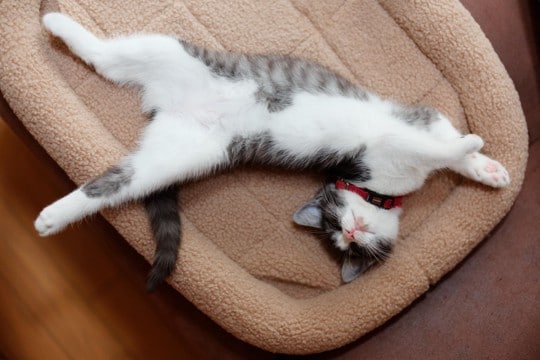 『眠っている猫』にやってはいけないNG行為3つ 信頼を失うリスクや起こりうる健康トラブルまで解説