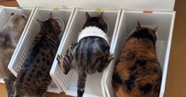 並んでご飯を食べていた猫たち→1匹が『すごい体勢』で…まさかの光景に７万いいね「癖強い子がいるぅｗ」「見た瞬間吹いたｗ」と爆笑する人が続出