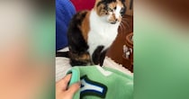 座っていた三毛猫→目の前にある『毛布』をそっとめくってみたら…まさかの展開が124万再生「瞬発力がすごいｗ」「理不尽ニャ」