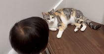 おしゃべり上手な『2歳の男の子』→大好きな『三毛猫』のもとに向かうと…素敵なやり取りが11万再生「尊すぎて泣く」「本当に優しい猫」