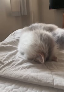 眠そうに甘えてきた猫が…想像以上に『衝撃的なスピード感で寝落ち』する姿が68.4万再生「これはたまらん♡」「そんなに勢いよく！？w」