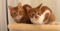キャットタワーでくつろぐ兄弟猫に話しかけてみると…対照的な『リアクション』が可愛すぎると60万再生「たまらん」「癒された」