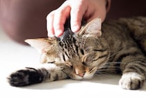 猫が『ため息』をつくときの心理5選　隠された意外な理由や飼い主ができる応え方も解説