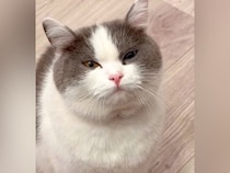 おやつを食べたばかりの猫→なぜか不満げな様子で…勝てる気がしない『尊い攻防戦』が16万再生「おねだり上手だねぇ」「おかわり不可避」