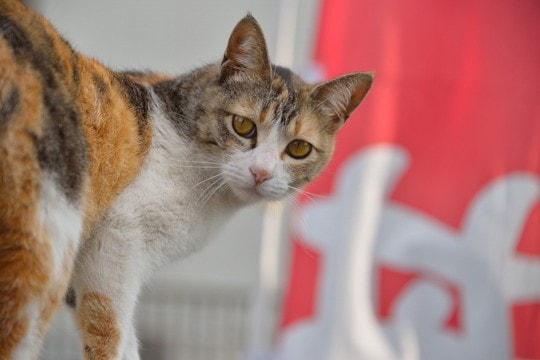 猫が名前を呼ばれたときに『返事をしている』仕草5選 鳴くだけではない意外なサインとは