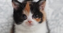 ぬいぐるみのようだった三毛猫→４年後…嘘みたいな『衝撃ビフォーアフター』に９万いいね「確実に地域束ねてるｗ」「ツラいことでもあった？ｗ」