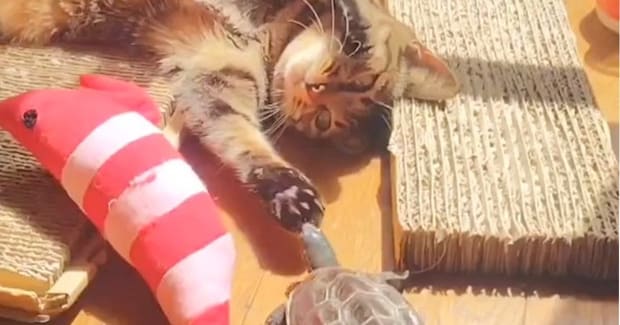 保護された『猫と亀』→いっしょに暮らし始めて3年…現在の『心温まる日常の光景』に2万いいね「ベストフレンド」「失われた野生w」