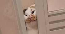 お風呂から出たい猫ちゃん→ドアの隙間から…必死な様子がかわいすぎると５万いいね「シッ俺だ助けに来た」「すんごい顔してるｗ」と話題