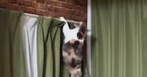 爪を引っかけながら『カーテンからおりる猫』を見ていたら…『想定外の展開』に大爆笑「リズミカルすぎるｗｗ」「テン、テテテテッ」と23万再生