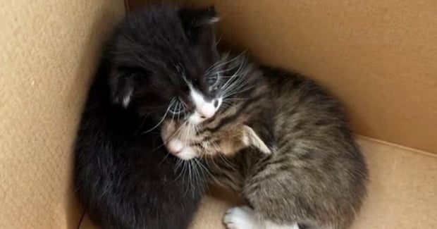 旦那から『友達が猫を拾った』と連絡→2匹の赤ちゃん猫を引き取った結果…『1か月後の光景』に感動「素敵な出会い」「運命だったのかも」