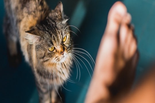 猫が飼い主を『襲ってくる』ときの原因3つ 攻撃的になる理由や対処法も解説