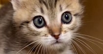子猫との遊ぶ時間を確保できなかった結果→ちょっぴり怒ってしまい…ニヤけずにはいられない行動に１万いいね「ワンッｗ」「全然怖がれないｗ」