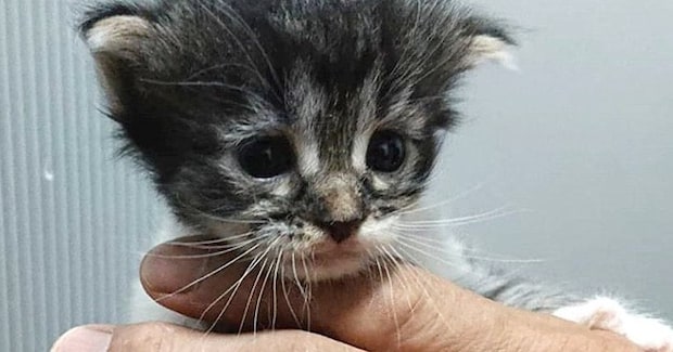 手のひらサイズだった『大型猫の赤ちゃん』→成長すると……あまりにも劇的な『見違えるビフォーアフター』に感動!「尊すぎる」