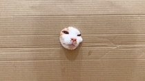 ネコは顔が通れば体も通るのか…穴をあけて検証してみると→想像以上にかわいすぎる展開が60万再生「手が生えたり顔が生えたりｗ」「笑った」