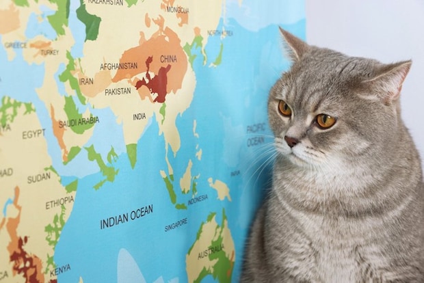 猫と世界地図