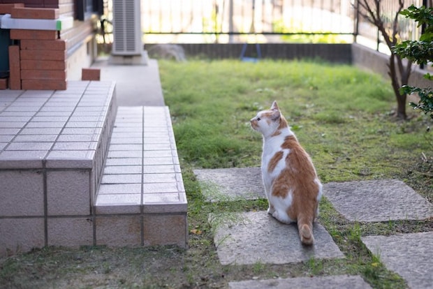 玄関外にたたずむ猫