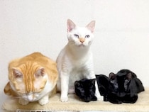 真っ黒な２匹の保護子猫→先住猫が寝かしつけた結果…尊すぎる『まるで本当の親子のような光景』に反響「ほんとに良いお母さん役」「母性愛」