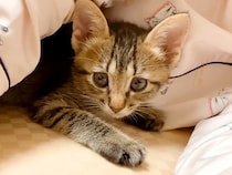 布団にもぐりこんできた子猫→初めて添い寝した結果…『愛おしくてたまらない光景』が96万再生「最高の至福の時間」「羨ましさ100倍」