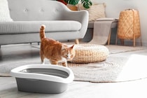 猫が使いにくいと感じてしまう『トイレ』の特徴4つ　ストレスや健康トラブルを招くNG環境とは