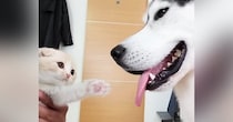 『ハスキー犬に育てられた子猫』→４年後の様子を見てみると…種を超えた『愛』に感動の声「素敵な家族」「優しさが伝わる」と66万再生