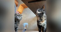 撫でてもらいたい『2匹の猫が順番待ち』していたら…思わず笑ってしまう『かわいい小競り合い』が22万再生「表情が良すぎる」と反響