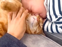 赤ちゃんにほっぺを食べられた猫→急いで止めに入った結果…想定外な『まさかのリアクション』が17万再生「どっしりっぷりがｗ」「最高すぎる」