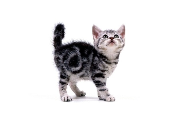 何かを見上げるアメショの子猫