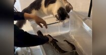 『猫とヘビは仲良くできる？』→ヘビのおうちをお掃除していると、2匹の猫が…驚きが隠せない光景が16万再生「天敵のはずなのに」「素敵」