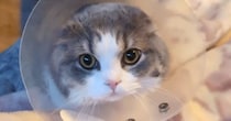 エリザベスカラーに『耳が埋まっていた猫』→次の瞬間…かわいすぎる光景が62万再生「何回も見てしまった」「ピョコッピョコッ」