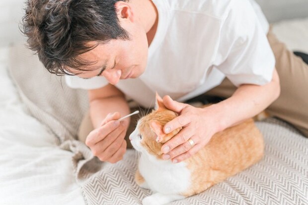 猫の耳掃除をする人