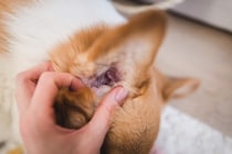 猫が『外耳炎』にかかっているときのサイン5つ　主な原因や症状、予防法まで解説