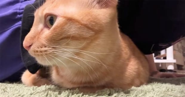 腕立てをしていると、『体の下に潜り込んできた猫』…まさかの『可愛すぎる応援』が148万再生「おもって聞こえるw」「可愛くて力抜けそうw」